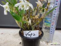 자생석곡 5092-원종-농장증식품 : 석곡 - 엑스플랜트