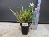 자생석곡 5093-원종-농장증식품 : 석곡 - 엑스플랜트