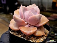 짚시 48-155 - 엑스플랜트