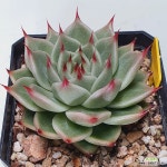 7392 토스카넬리 - 엑스플랜트