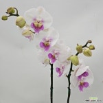 키큰 호접란 여명쌍대 : 공기정화식물 - 엑스플랜트