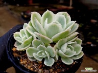 레몬로즈금 2-139 - 엑스플랜트