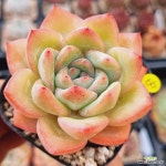 아마빌레 - 엑스플랜트