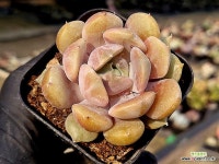 파스텔네온 3-232 - 엑스플랜트