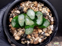 대경만상(중묘이상) 57-8 - 엑스플랜트