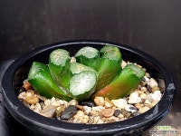 대경만상(중묘이상) 57-8 - 엑스플랜트