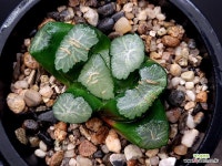 대경만상(중묘이상) 57-8 - 엑스플랜트