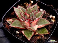 모노금 5-129 - 엑스플랜트