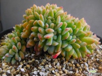 먼로철화 5/11-136 - 엑스플랜트