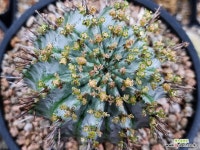 스노우플레이크옐로우551 : 선인장 - 엑스플랜트