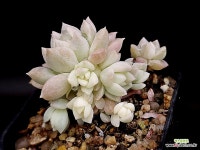 리틀장미금(소) 7-121 - 엑스플랜트