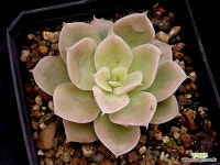 아레나스(소) 7-124 - 엑스플랜트