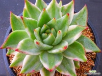 엘크혼금759 : 다육식물 - 엑스플랜트