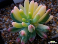 을녀심금 실뿌리051128 - 엑스플랜트