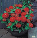 키작은겹백일홍-드림랜드레드 일년초 (묘종3개) 오래피는꽃 규격10cm화분묘 [케이야생화] : 꽃 모종 - 엑스플랜트