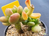 동금 0514 - 엑스플랜트