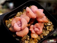 짚시(소) 10-63 - 엑스플랜트