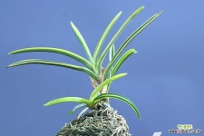 풍란 어성복륜 원예종 : 풍란(보급종) - 엑스플랜트