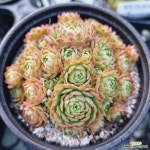 로슈라리아 : 다육식물 - 엑스플랜트