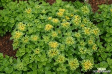 애기기린초 금강 (5포트 세트) : 야생화 - 엑스플랜트