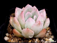 띠아모(소) 13-131 - 엑스플랜트