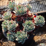 블루피코키 240518 : 다육식물 - 엑스플랜트