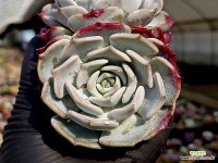 키스미 16-17 - 엑스플랜트