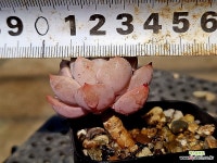 핑크프리티 16-127 - 엑스플랜트