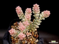 희성금 17-15 : 다육식물 - 엑스플랜트