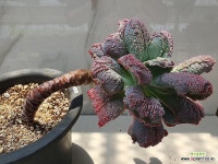 링구아스7444 - 엑스플랜트