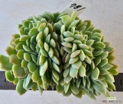 원종엘레강스5781 - 엑스플랜트