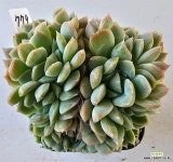 프리메라5779 : 다육식물 - 엑스플랜트