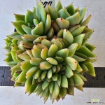 라조야5777 - 엑스플랜트