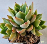 라조야5775 - 엑스플랜트