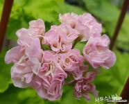 UG니나(제라늄) : 관엽식물 - 엑스플랜트