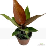 썬라이트 : 관엽식물 - 엑스플랜트