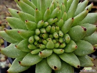 마제스타철화 19-148 - 엑스플랜트