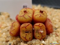 청희 80 - 엑스플랜트