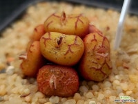 청희 80 - 엑스플랜트