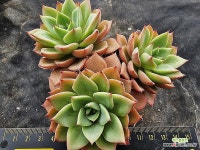 아이시핑키5267 - 엑스플랜트