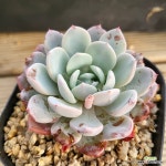 라피네 - 엑스플랜트