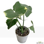 산소토마나비알록카시아 : 공기정화식물 - 엑스플랜트