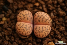 U32_ bromfieldii ssp. (브롬필디) : 경매 : 엑스플랜트