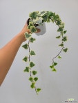 반딧불이아이비 9/ 동일품배송 : 공기정화식물 - 엑스플랜트 반딧불이아이비 9/  동일품배송 : 공기정화식물 - 엑스플랜트