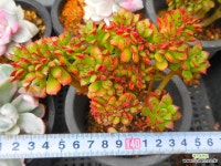 구미리철화052273 - 엑스플랜트