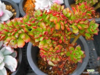 구미리철화052273 - 엑스플랜트