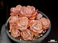 수연 26-115 - 엑스플랜트