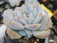 꼬마먼로 1569 - 엑스플랜트