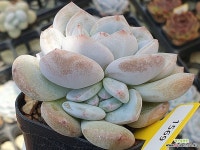 꼬마먼로 1569 - 엑스플랜트