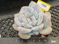 꼬마먼로 1569 - 엑스플랜트